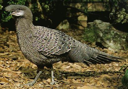 De grijze pauwfazant (Polyplectron bicalcaratum)
