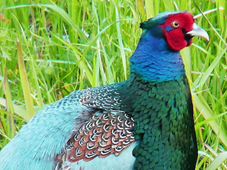 Versicolorfazant (Phasianus versicolor)