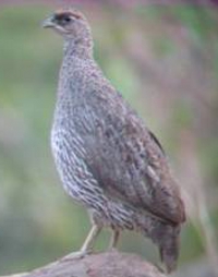 Djibouti frankolijn (Francolinus ochropectus)