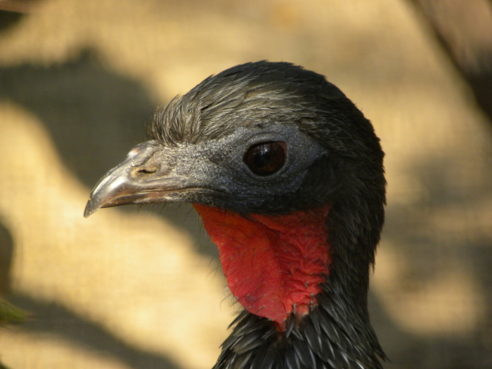 Spix's goean (Penelope jacquacu)