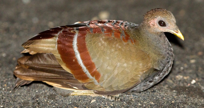 Moluks boshoen (Eulipoa  wallacei)