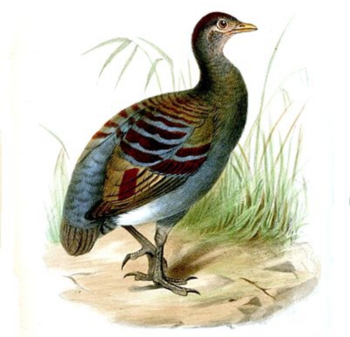 Moluks boshoen (Eulipoa  wallacei)