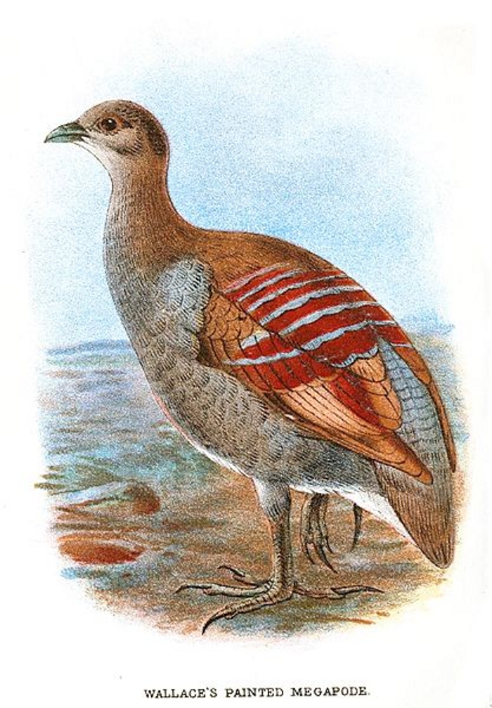 Moluks boshoen (Eulipoa  wallacei)