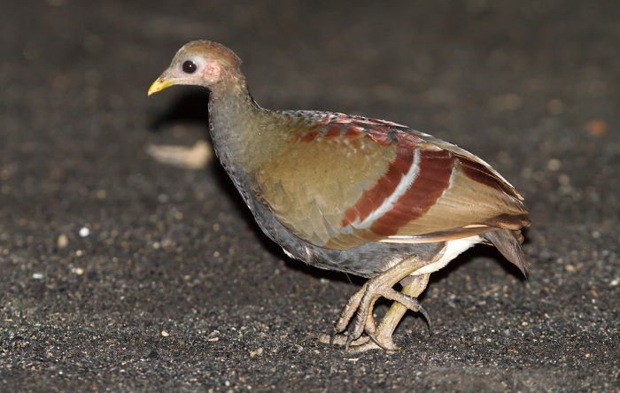 Moluks boshoen (Eulipoa  wallacei)