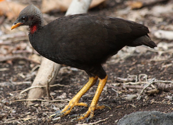 Marianenboshoen (Megapodius laperouse)