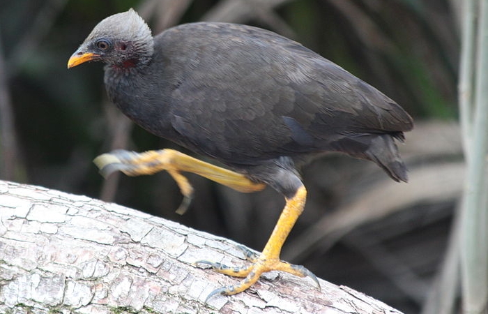 Marianenboshoen (Megapodius laperouse)