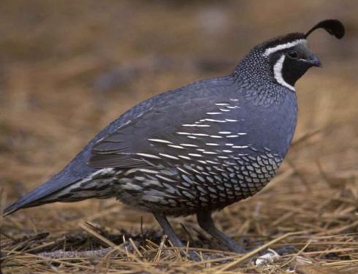 Haan Californische kuifkwartel (Callipepla californica)