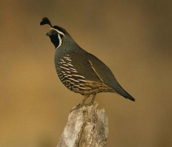 Haan Californische kuifkwartel (Callipepla californica)