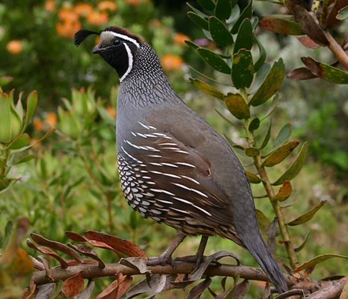 Haan Californische kuifkwartel (Callipepla californica)