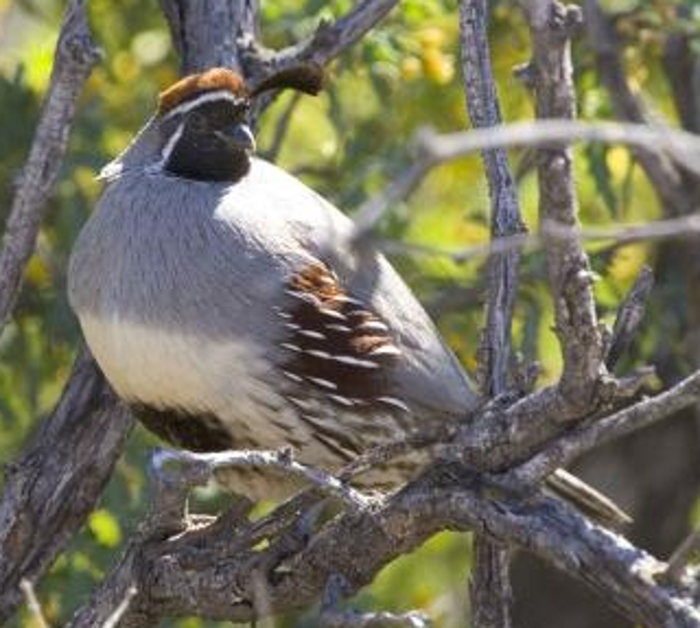 Haan Gambels kuifkwartel (Callipepla gambelii)