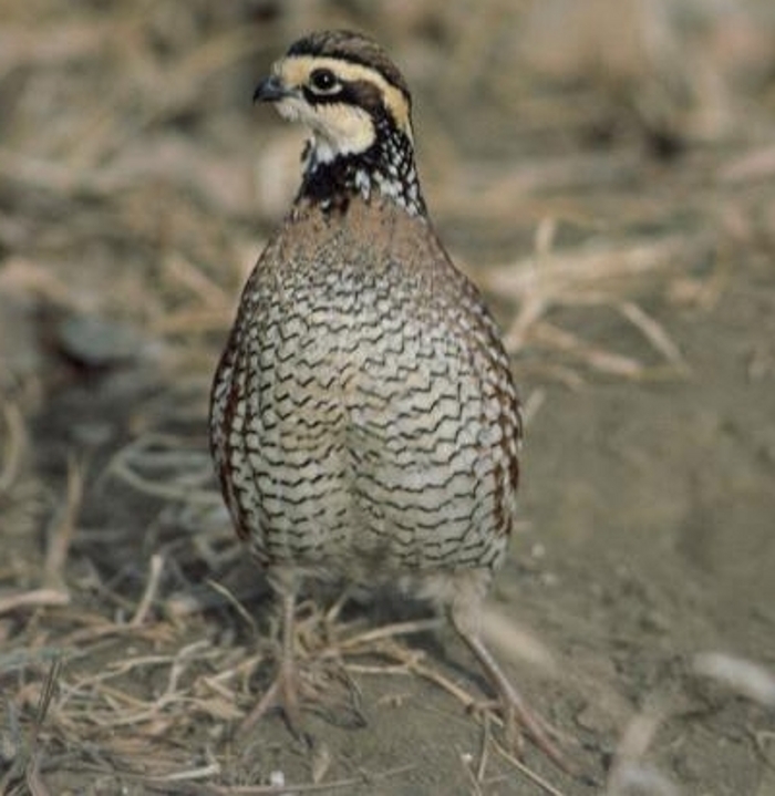 Haan boomkwartel (Colinus virginianus)