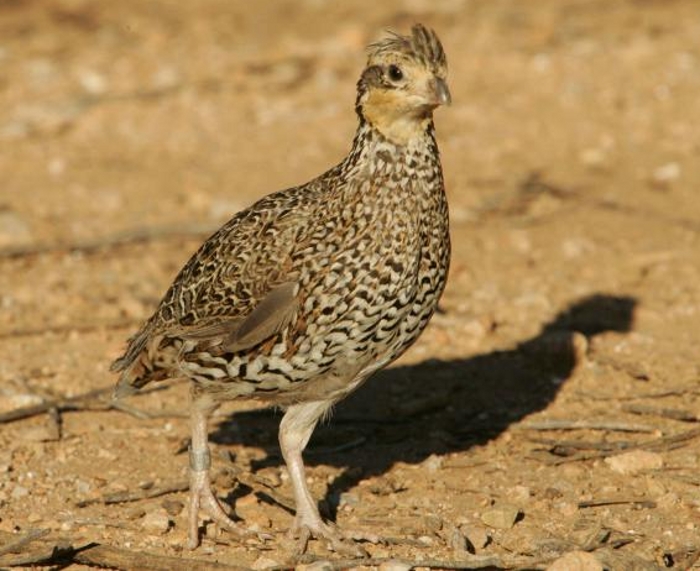 Hen boomkwartel (Colinus virginianus ridgwayi)