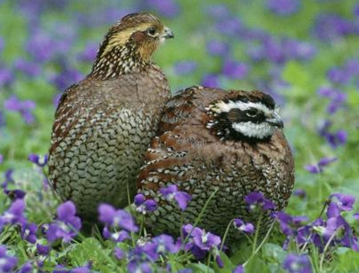 Boomkwartel paartje (Colinus virginianus)