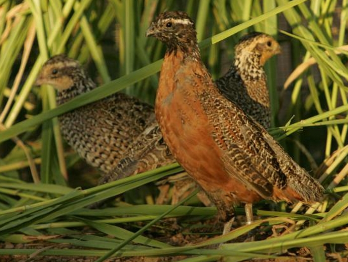 Zwartkeelboomkwartel haan met hennen (Colinus nigrogularis)
