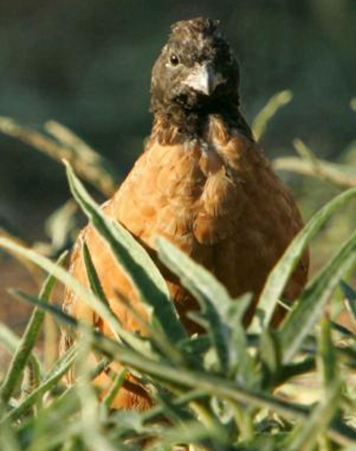 Zwartkeelboomkwartel haan (Colinus nigrogularis)