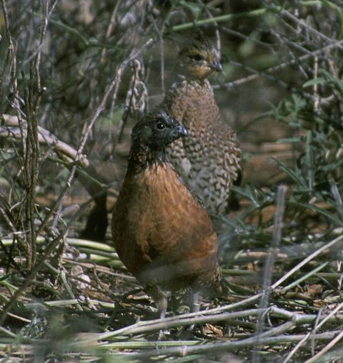 Zwartkeelboomkwartel paartje (Colinus nigrogularis)