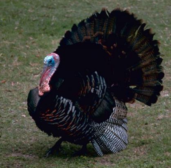 Kalkoen haan (Meleagris gallopavo)