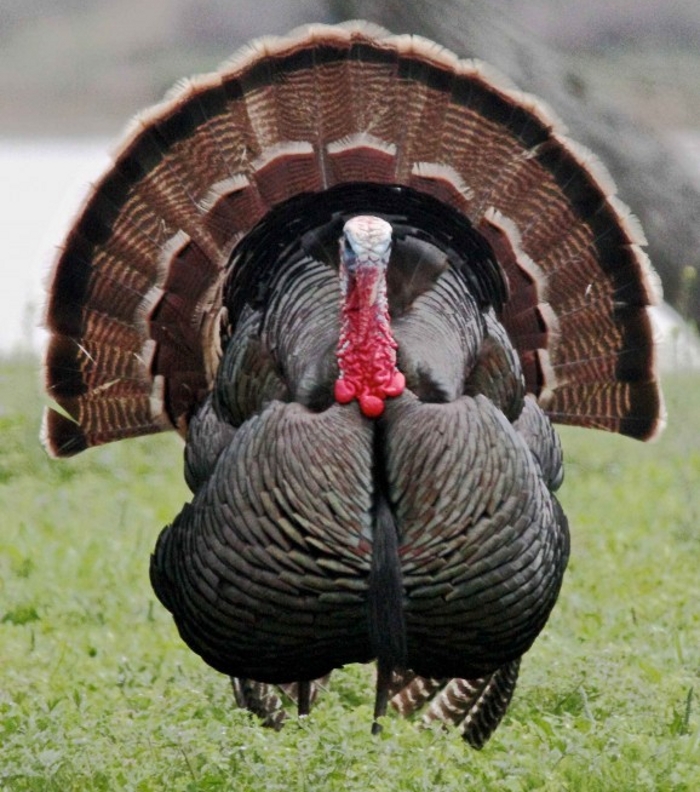 Kalkoen haan (Meleagris gallopavo)