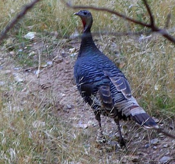 Kalkoen hen (Meleagris gallopavo)