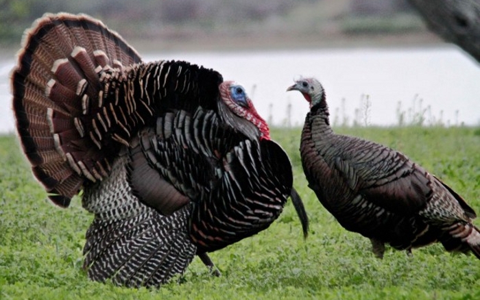 Kalkoen paartje (Meleagris gallopavo)