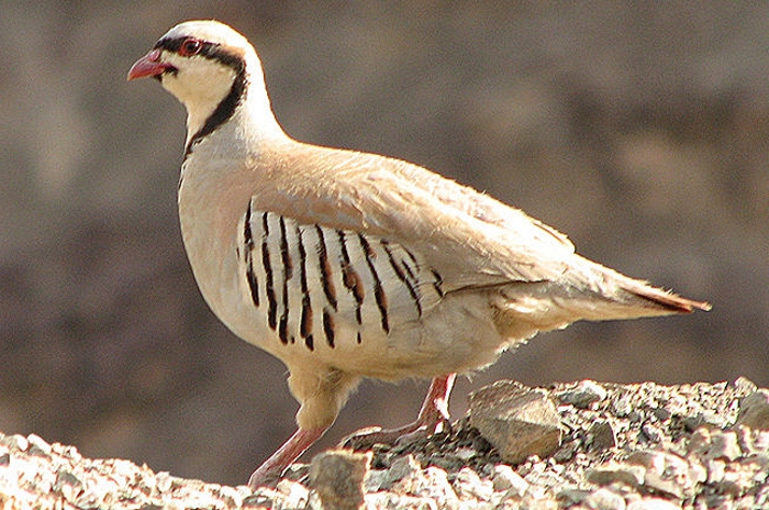 Aziatische steenpatrijs (Alectoris chukar)