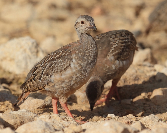 Rode patrijs (Alectoris rufa)