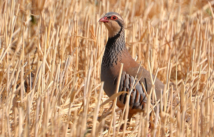 Rode patrijs (Alectoris rufa)