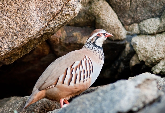 Rode patrijs (Alectoris rufa)