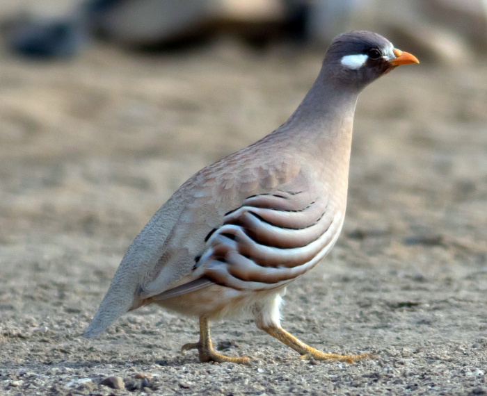 Arabische woestijnpatrijs (Ammoperdix heyi)