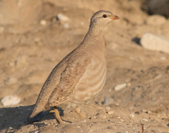 Arabische woestijnpatrijs (Ammoperdix heyi)