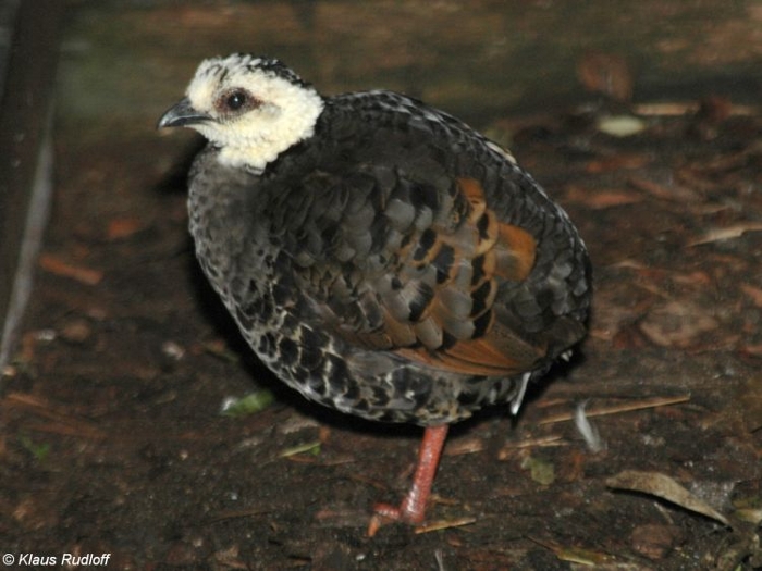 Haan grijsborstbospatrijs (Arborophila orientalis)