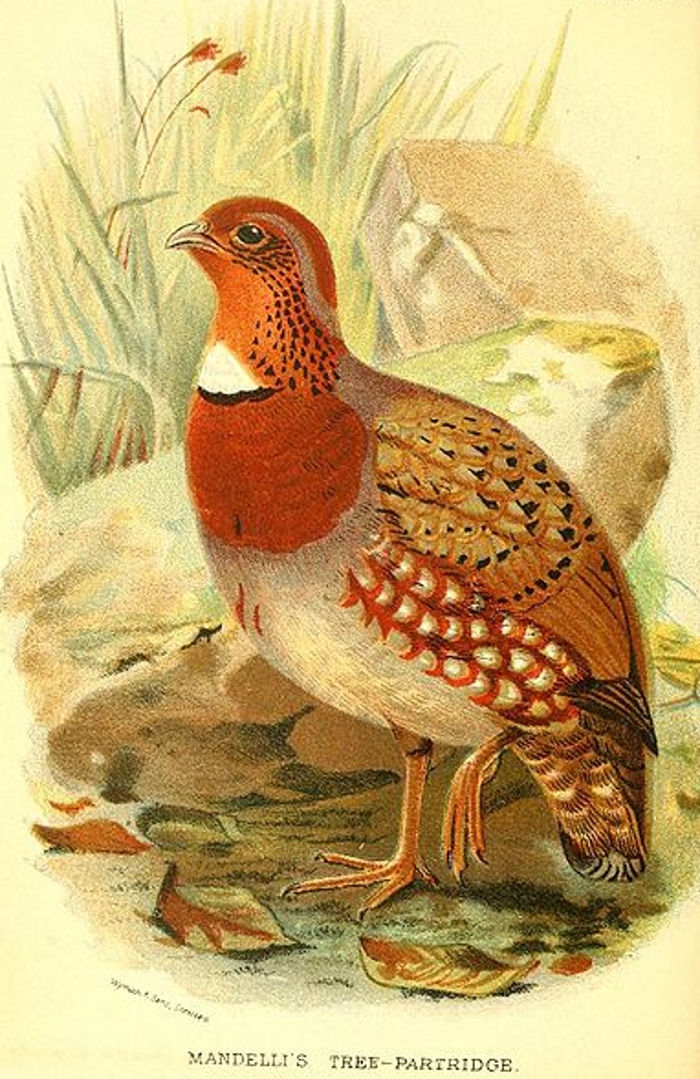Roodborstbospatrijs (Arborophila mandellii)