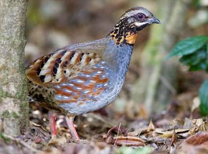 Roodkeelbospatrijs (Arborophila rufogularis)