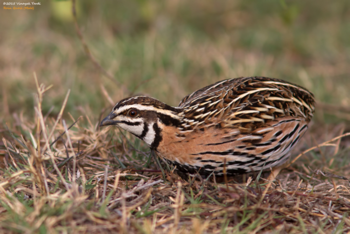 Coromandelkwartel (Coturnix coromandelica)