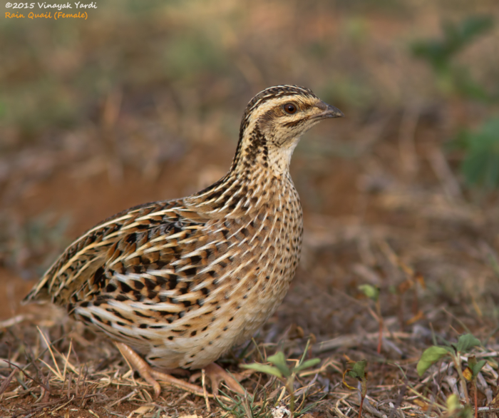Coromandelkwartel (Coturnix coromandelica)