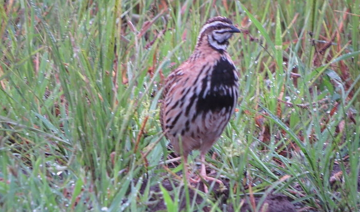 Coromandelkwartel (Coturnix coromandelica)