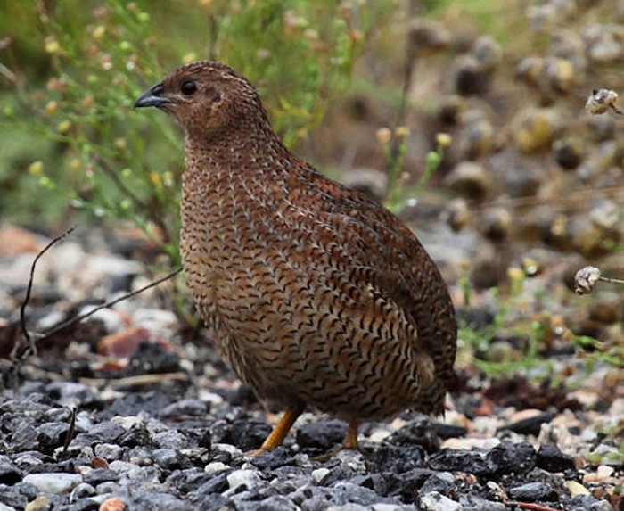Haan Tasmaanse bruine kwartel (Coturnix ypsilophora)