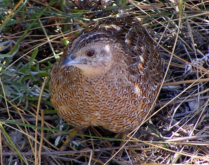 Hen Tasmaanse bruine kwartel (Coturnix ypsilophora)