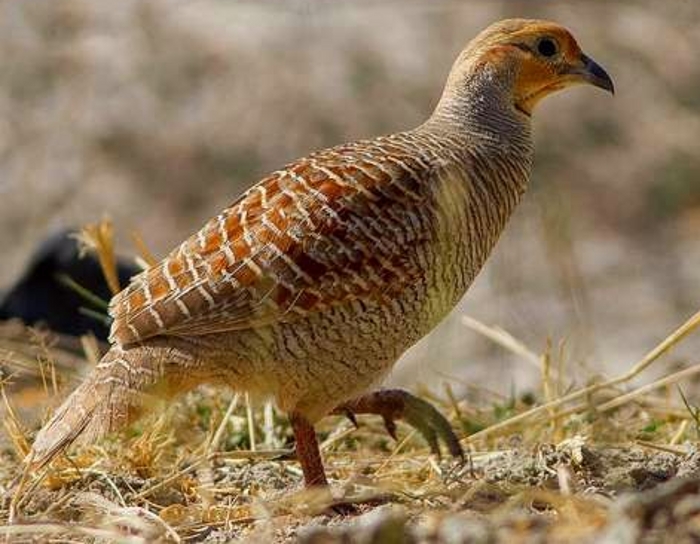 Grijze frankolijn (Francolinus pondicerianus)