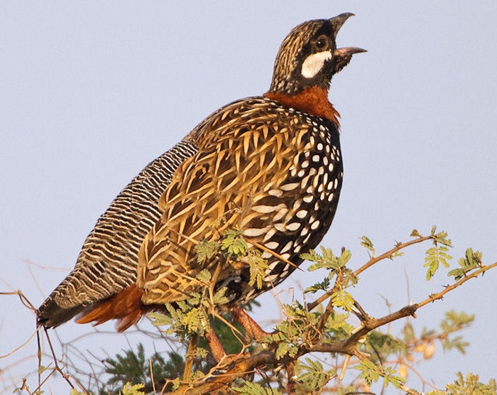 Halsbandfrankolijn (Francolinus francolinus)
