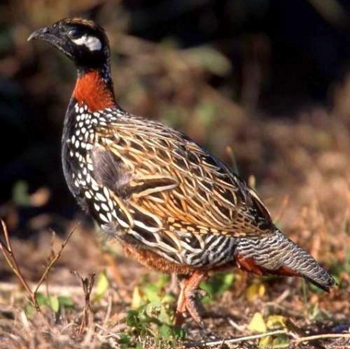 Halsbandfrankolijn (Francolinus francolinus)