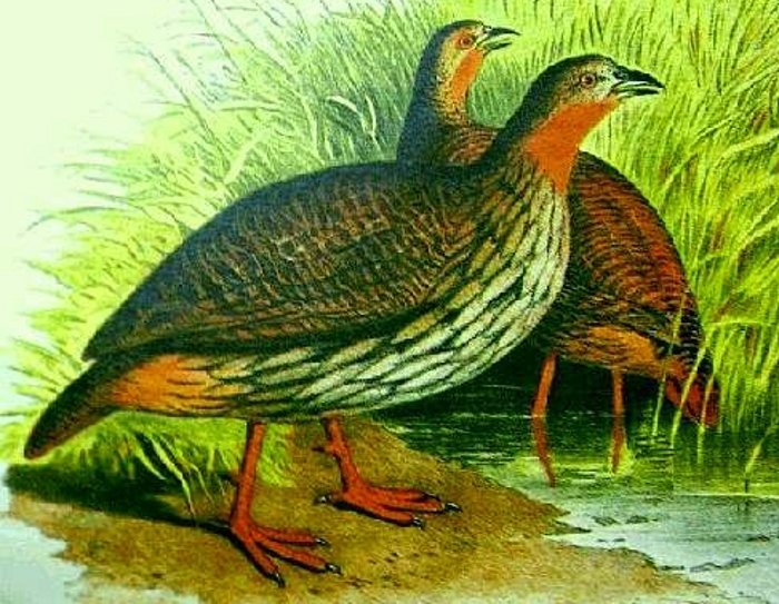 >Moerasfrankolijn (Francolinus gularis)