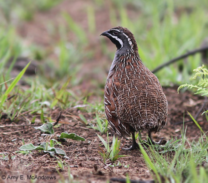 Haan Madagaskarpatrijs (Margaroperdix madagarensis)