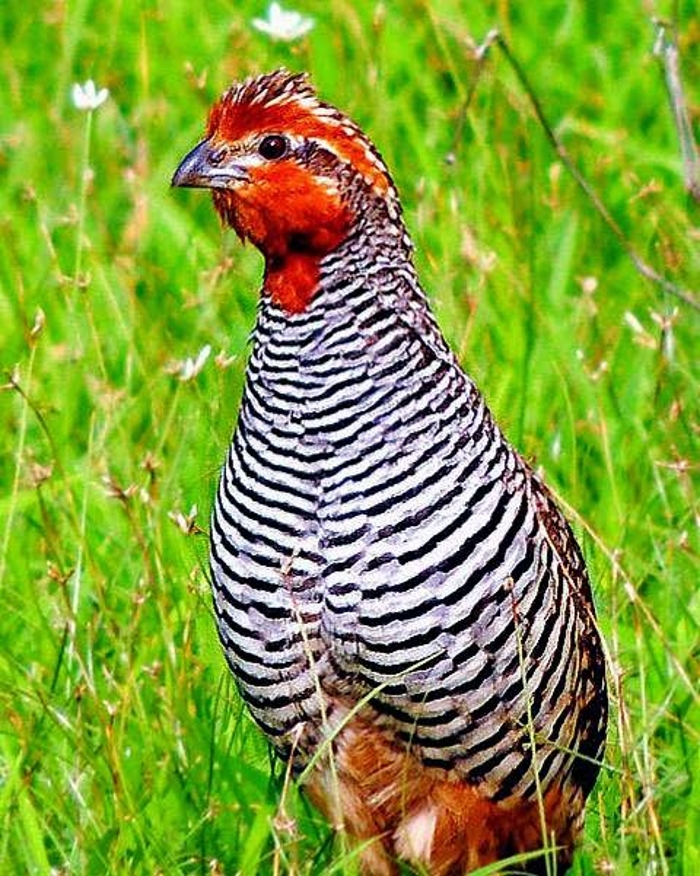 Haan frankolijnkwartel (Perdicula asiatica)