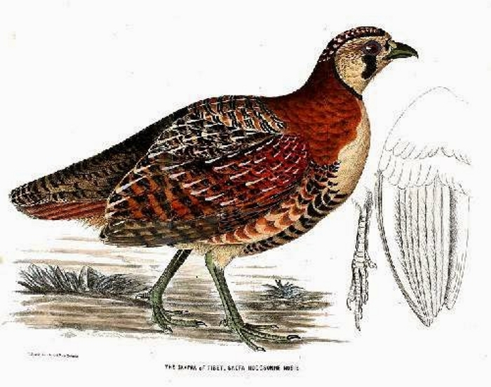 >Tibetaanse patrijs (Perdix hodgsoniae)