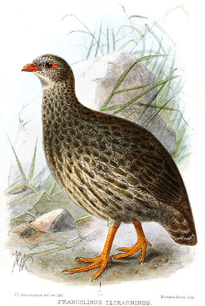 Geschubde frankolijn (Pternistis squamatus)