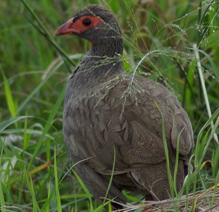 Roodkeelfrankolijn (Pternistis afer cranchii)