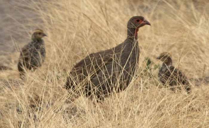 Roodkeelfrankolijnhen met kuikens (Pternistis afer harterti)