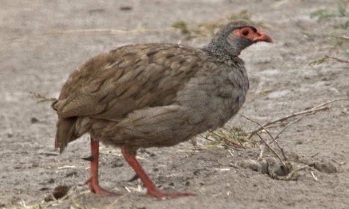 Roodkeelfrankolijn (Pternistis afer harterti)