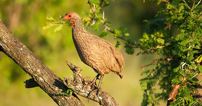 Roodkeelfrankolijn (Pternistis afer)